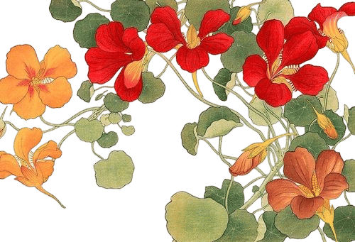 Cooking With Flowers