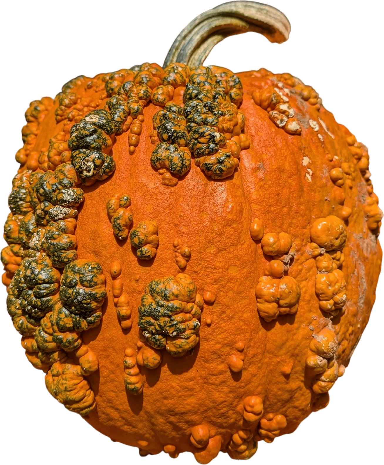 Weird ass pumpkins