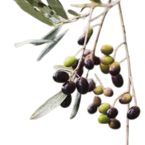 A jar of olives