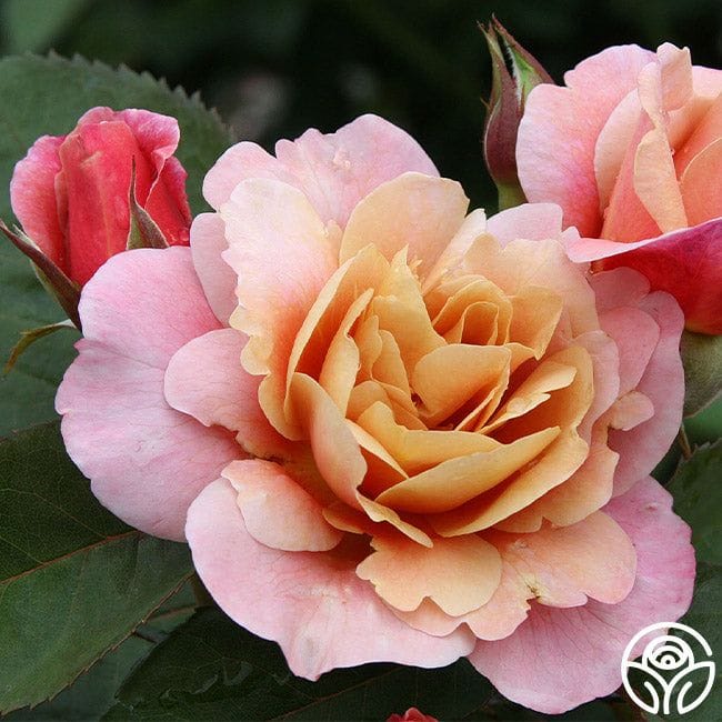Distant Drums Rose