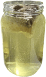 Flow State - Yerba Mate Tea Bags