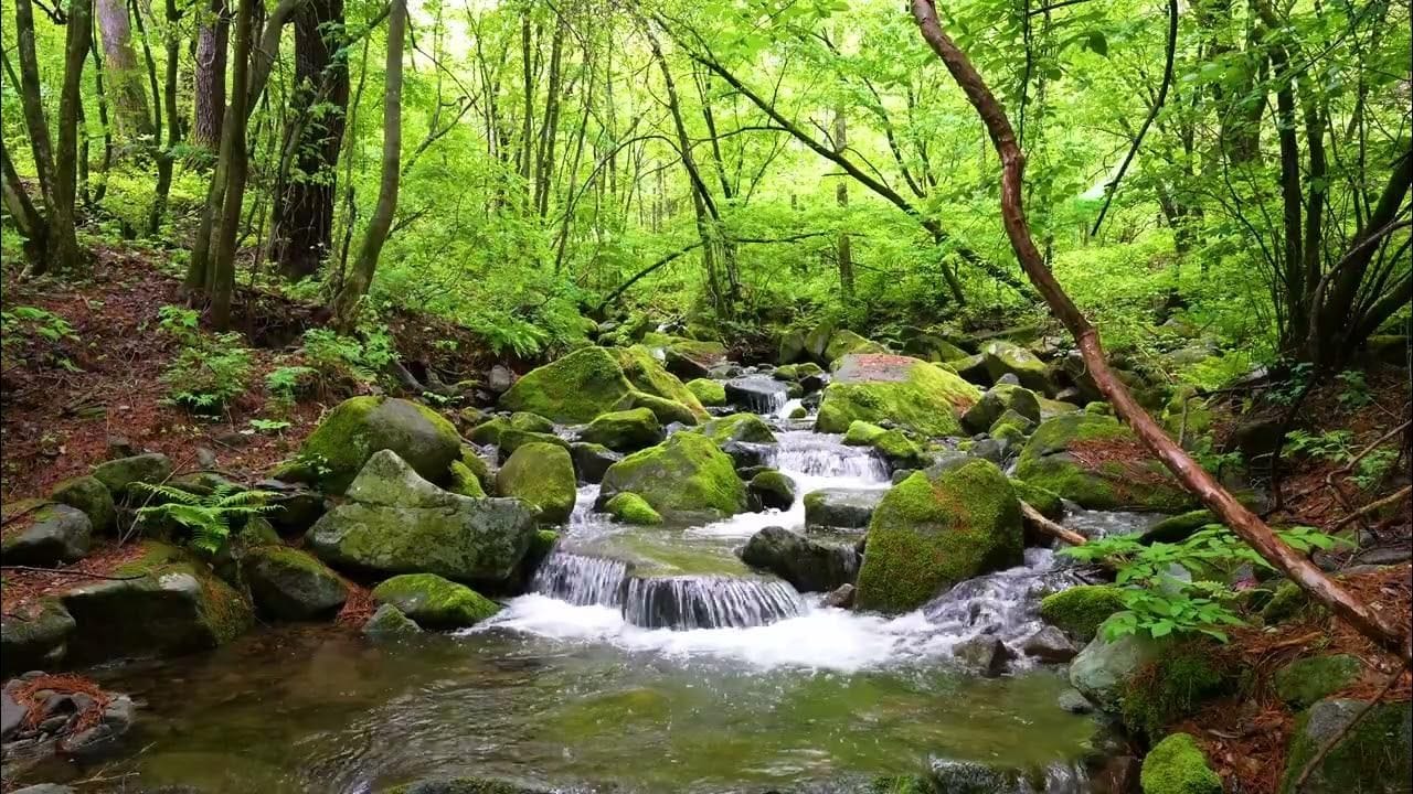 8+ Hour Forest Stream Videos