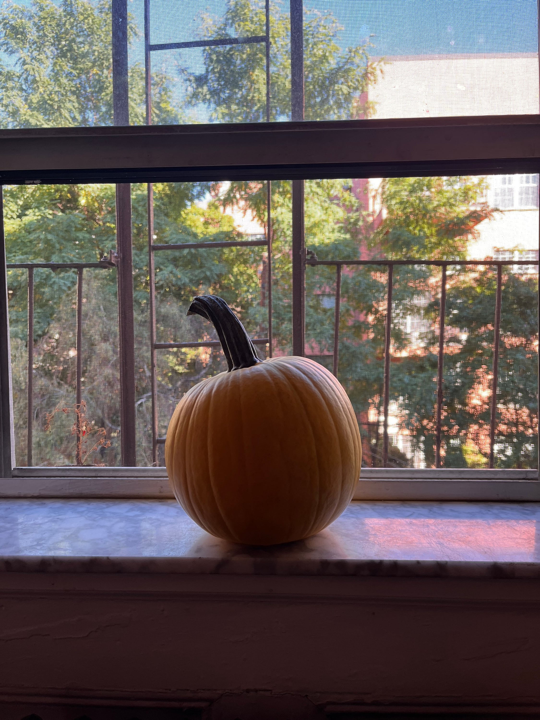 window pumpkin