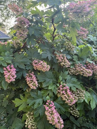 Oak Leaf Hydrangea