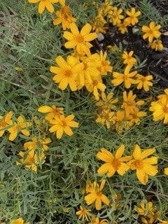Copper Canyon Daisy