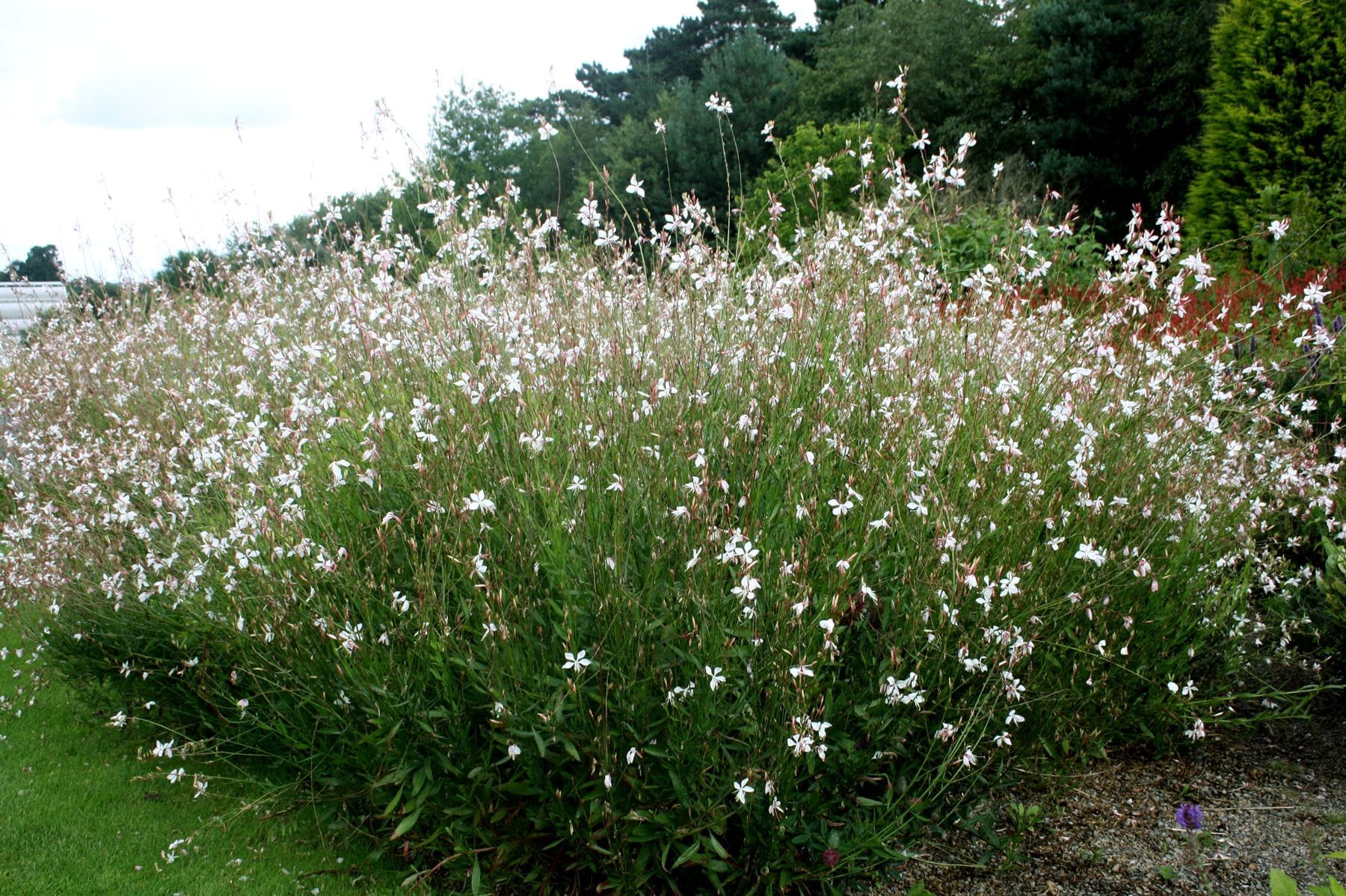 Gaura 'Whirling Butterflies'