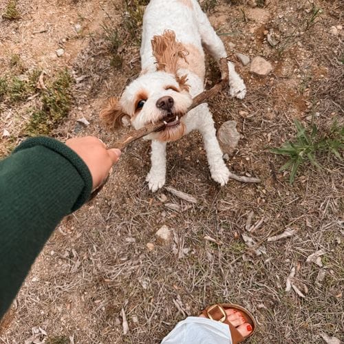 having a dog