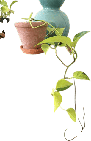 plants
