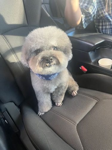 Toy Poodle with underbite