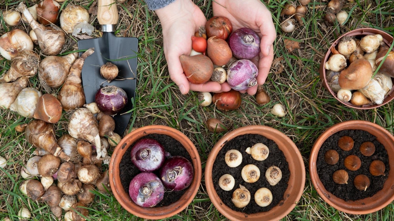 You might need to chill your bulbs