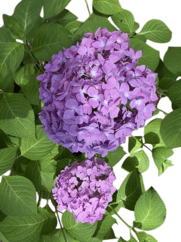 Hydrangea season in the Southeast