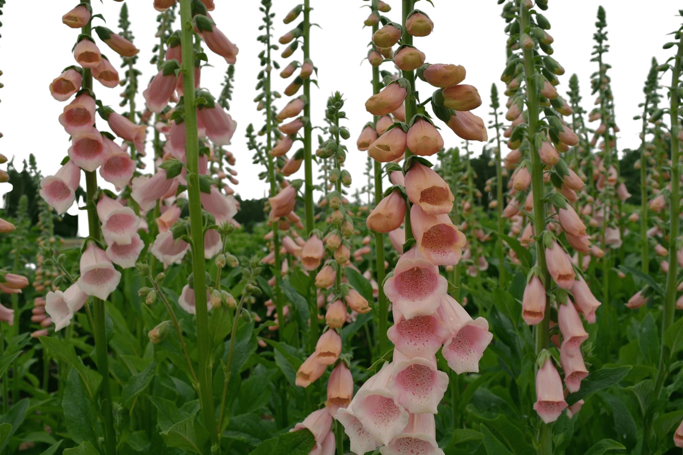 Foxgloves