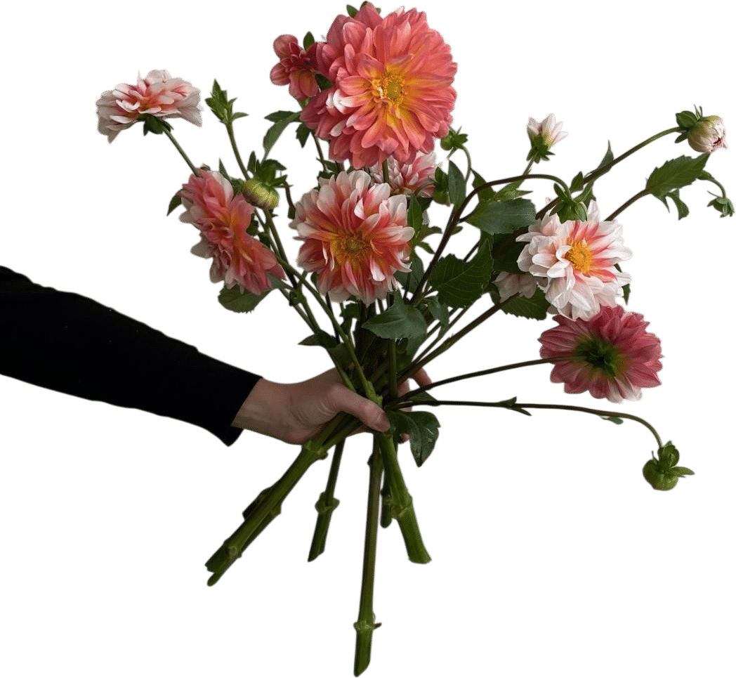 A La Mode Dahlia (Fox Fodder Flowers)