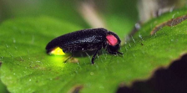 Fireflies
