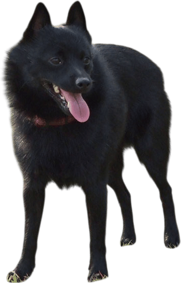 Schipperke