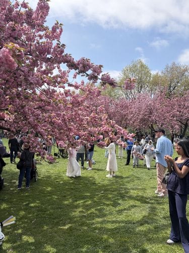 Brooklyn Botanic Garden