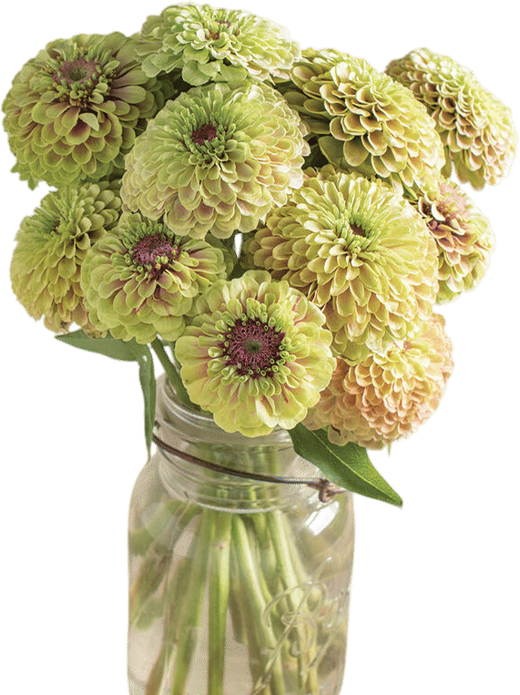 Queeny Lime with Blush Zinnia