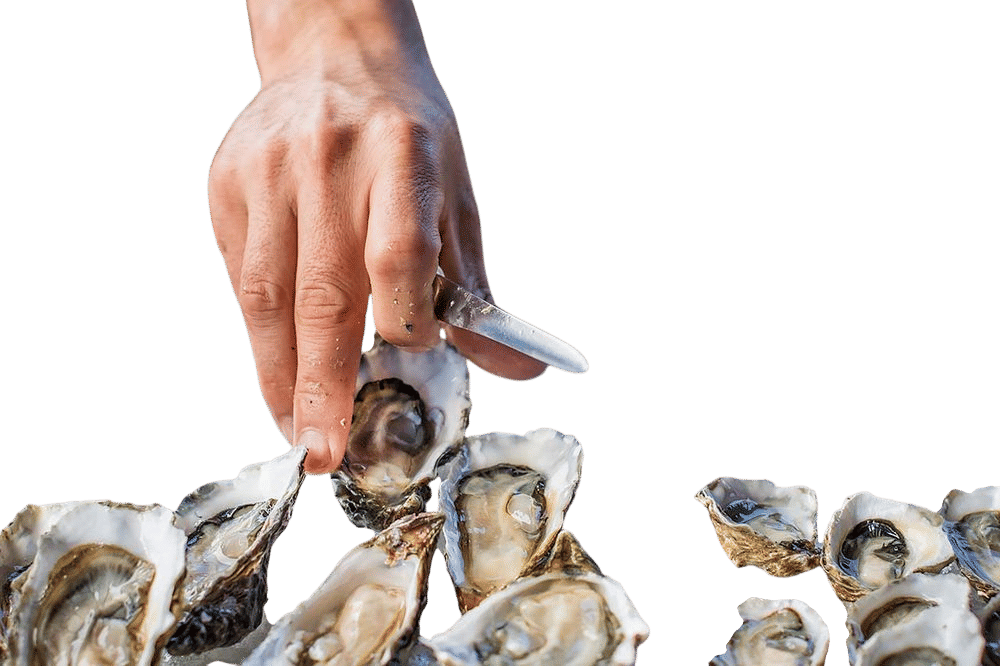 Hog Island Oyster Co.