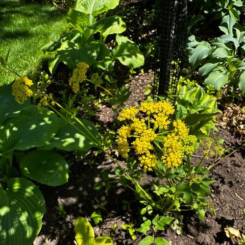 Zizia aurea (Golden Alexanders)