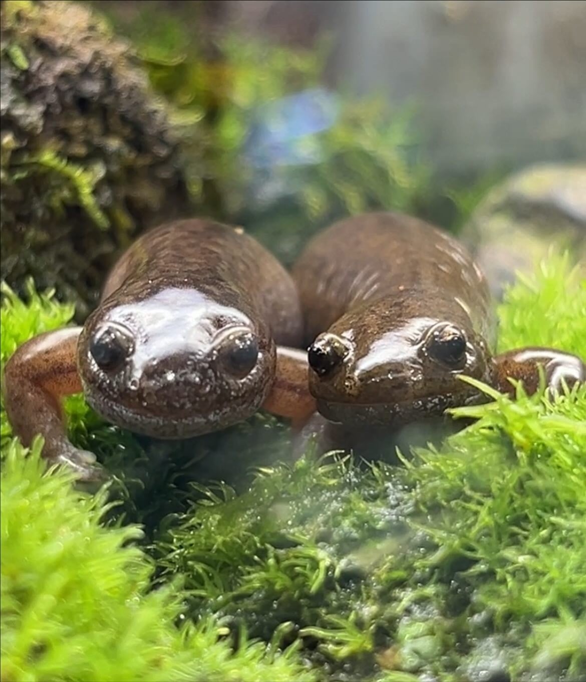 Japan Amphibian Laboratory