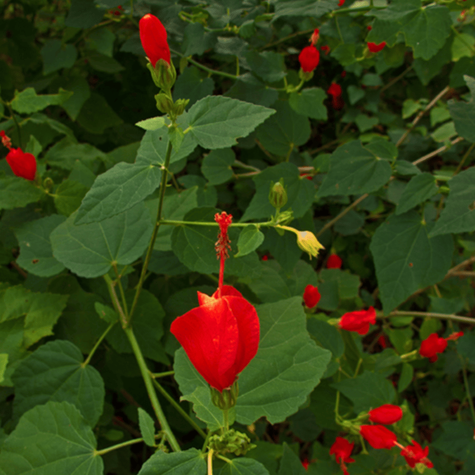 Turk's Cap