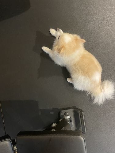 gym dog