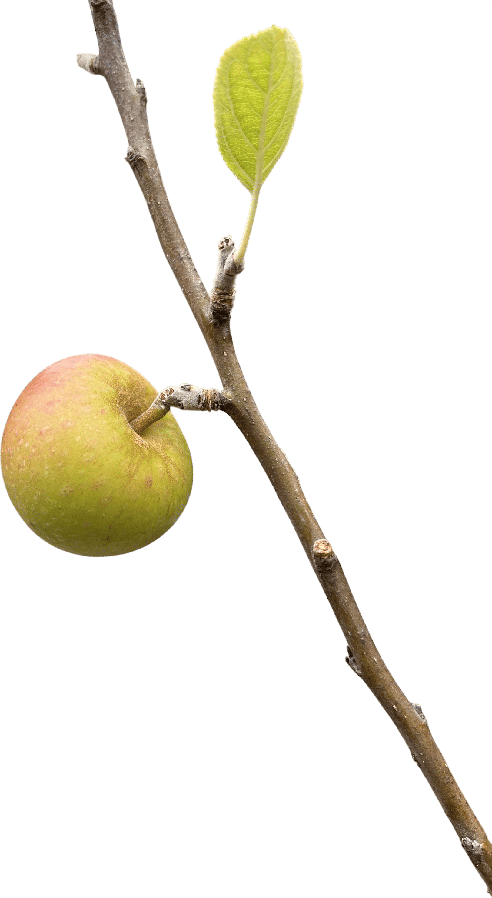 cox orange pippins