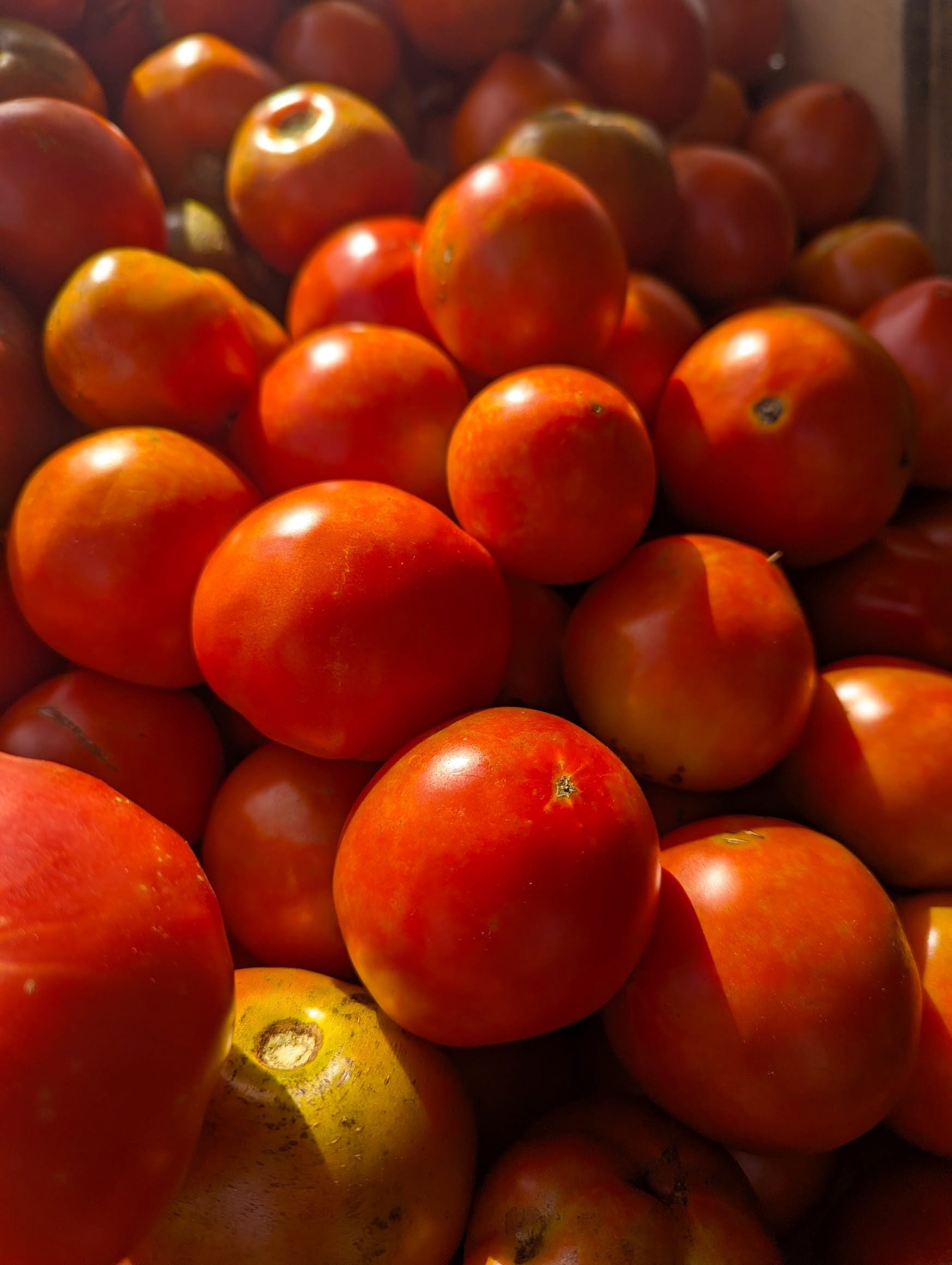 Tomatoes
