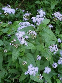 Mistflower