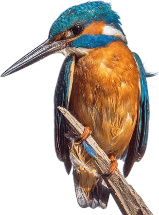 Merlin Bird ID App- by Cornell Lab