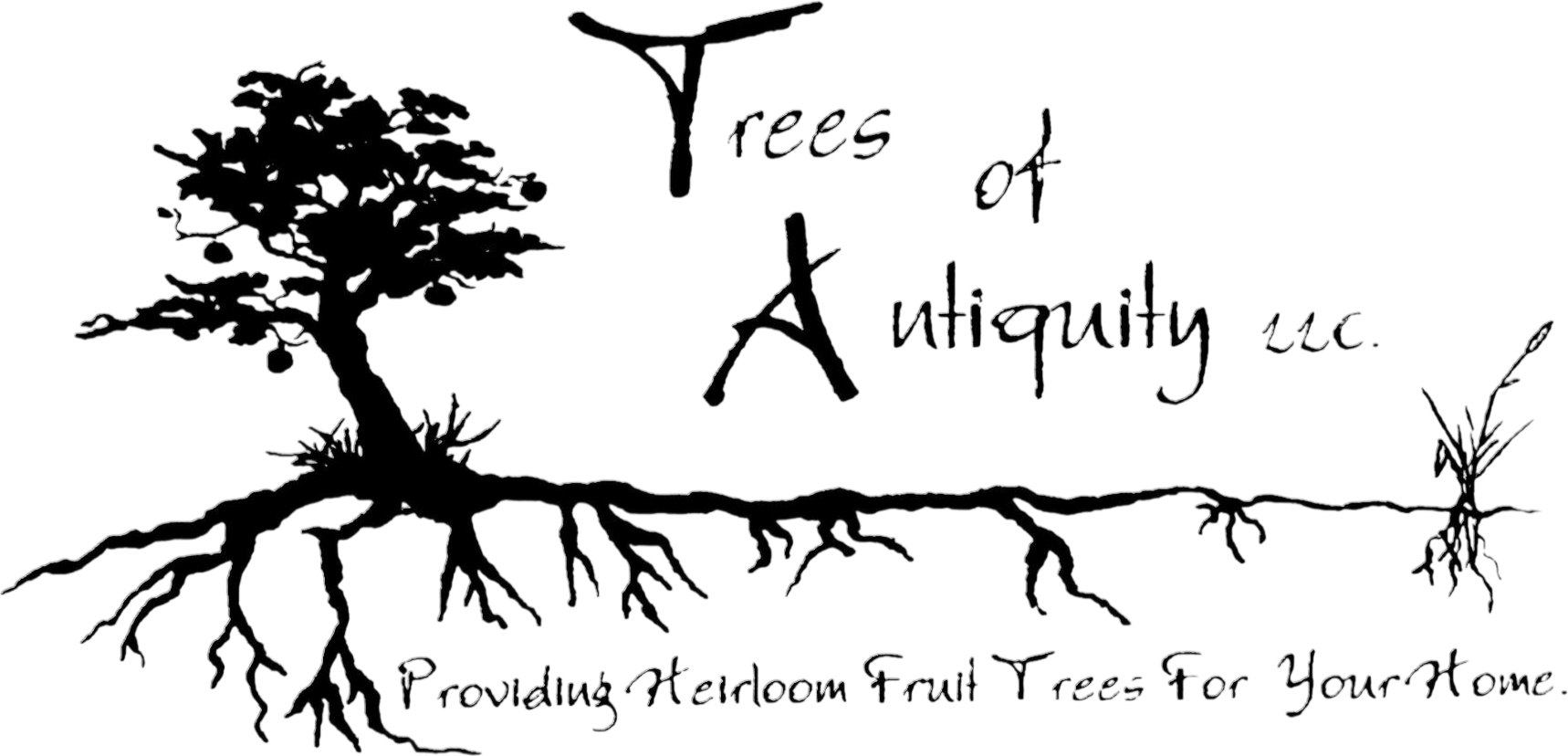 Trees of antiquity