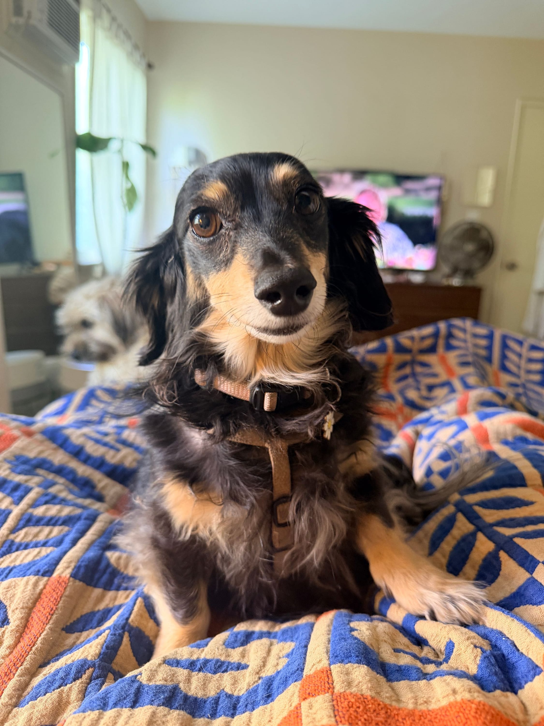 my mini dachshund, holiday