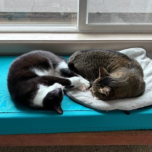 Toxoplasma gondii Maxxxing (i love my cats)
