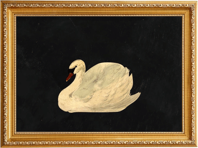 Mute Swan Art Print
