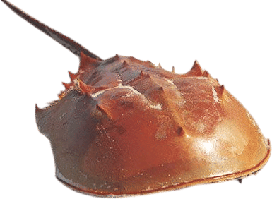Horseshoe Crab