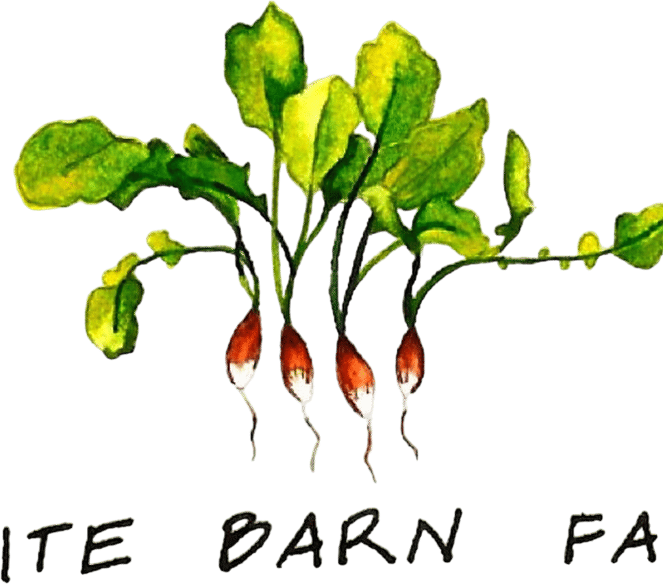 The White Barn Farm