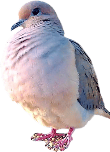 Mourning Dove Call