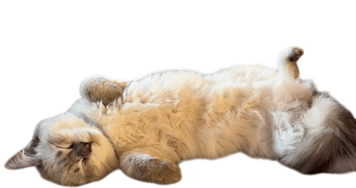Ragdoll Cat