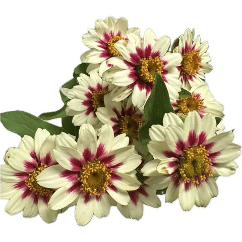 zinnias