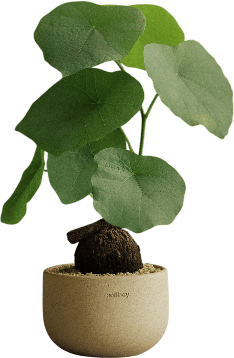 Soilboy