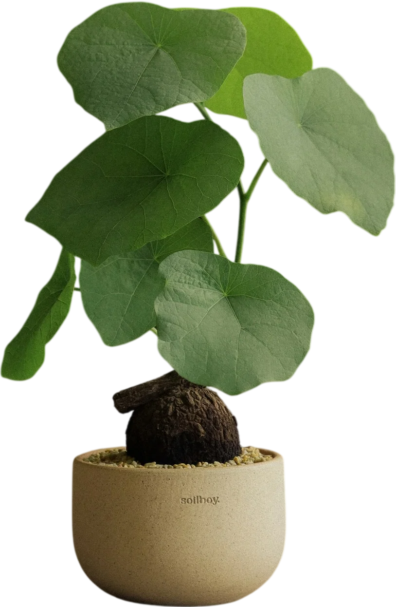 Soilboy Ceramic Pots