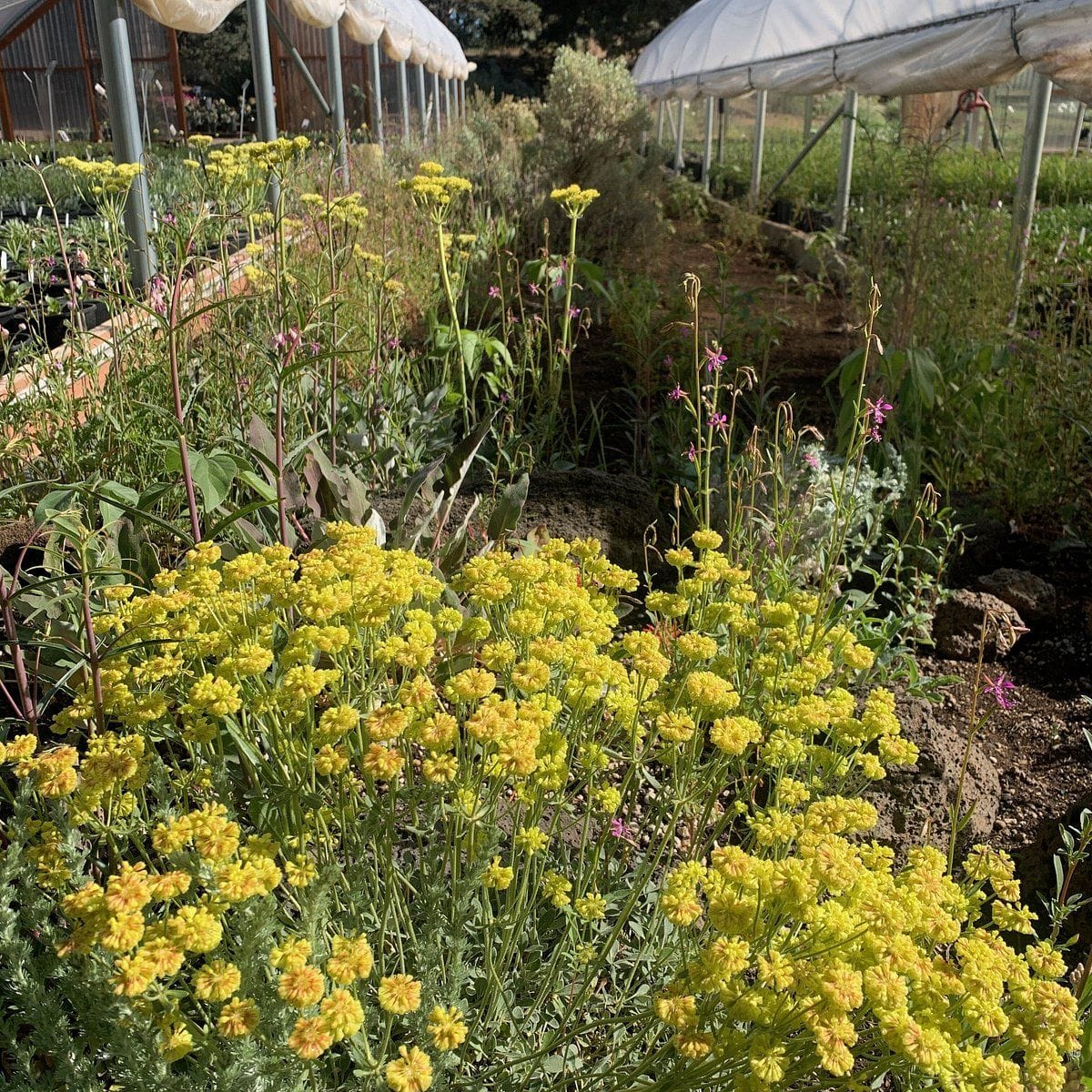 WinterCreek Nursery