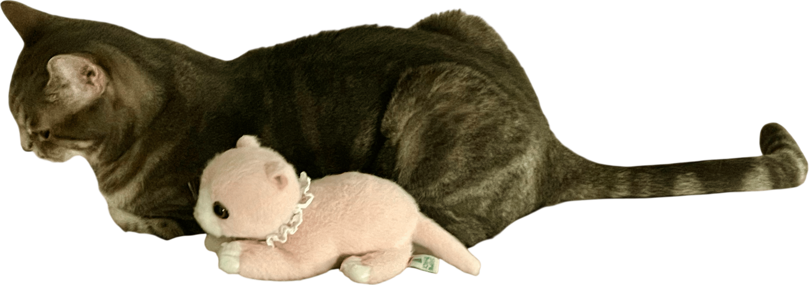 Travel Version of Your Pet
