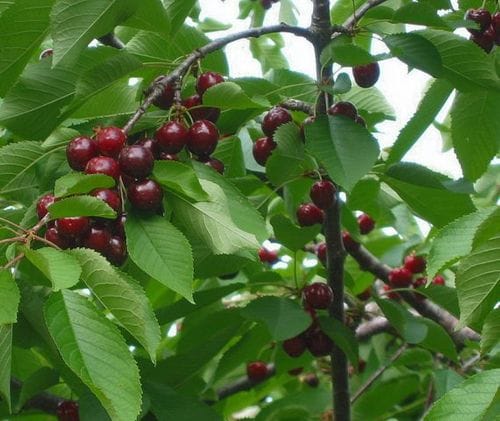 Cherry Picking at Solebury Orchards