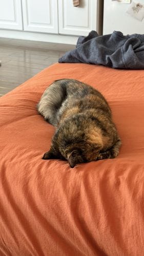 Cats!