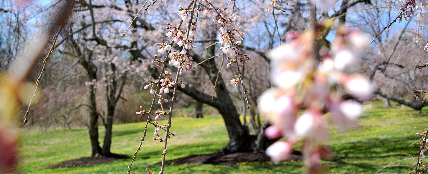 ault park