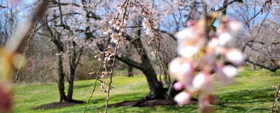 Ault Park