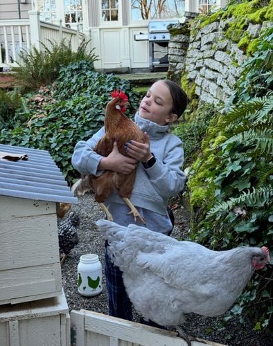 Get chickens