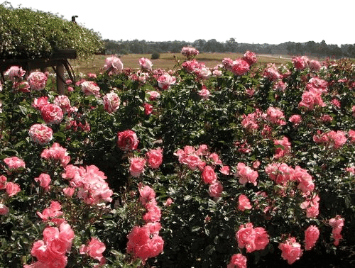 Inez Grant Parker Memorial Rose Garden