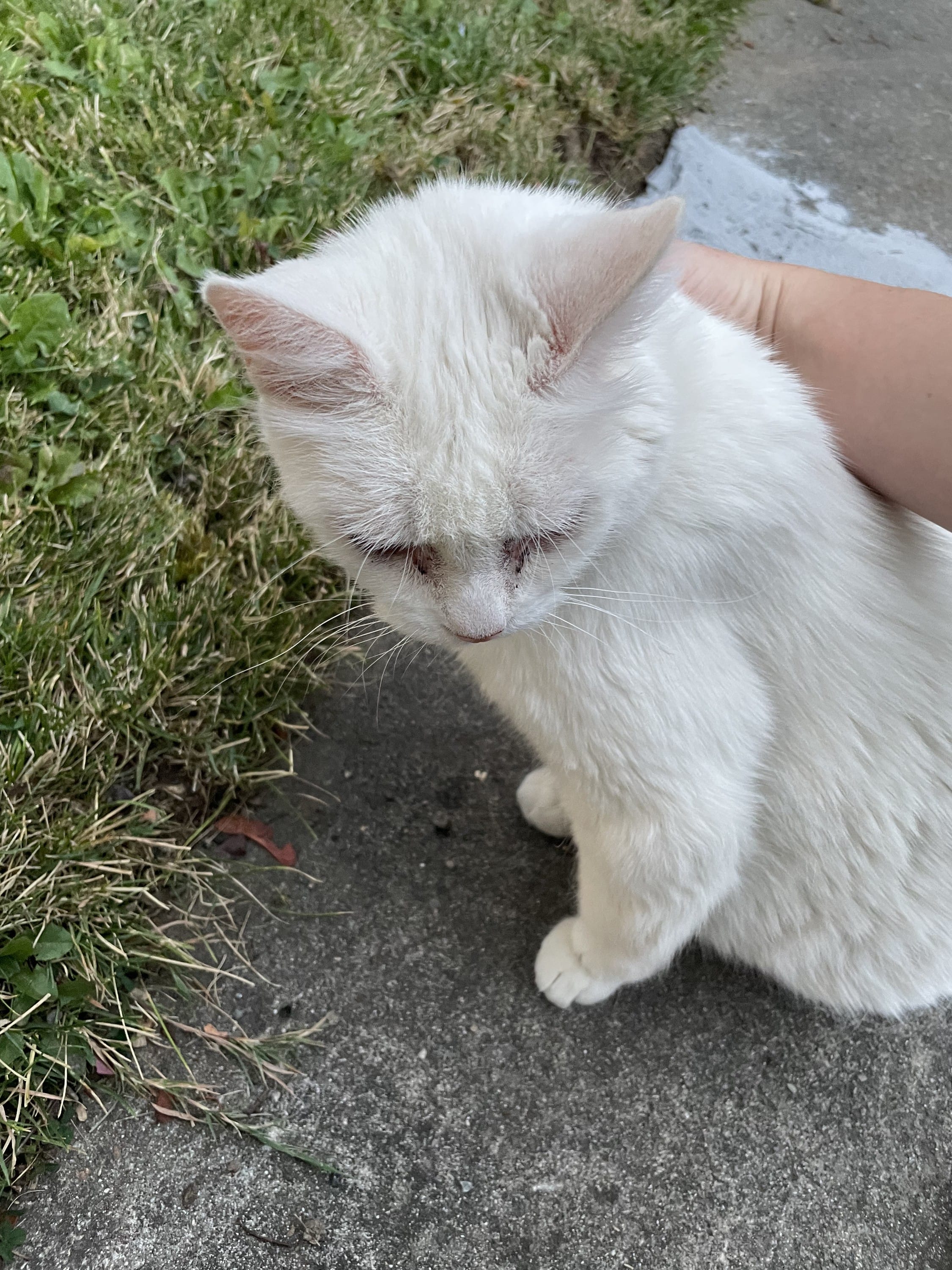 Cat Walks